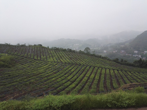 四川藍(lán)莓無土盆栽